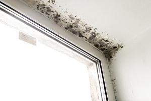 Mold appearing in corner of window 