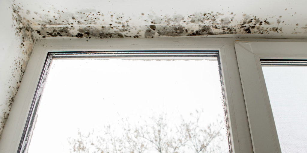 mold on a window if someone knew prevent mold growth